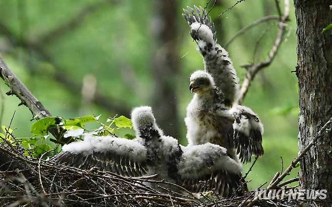 너는 좀 혼나야겠다’힘 센 형이 동생을 둥지 끝으로 몰아부치며 공격하고 있다.