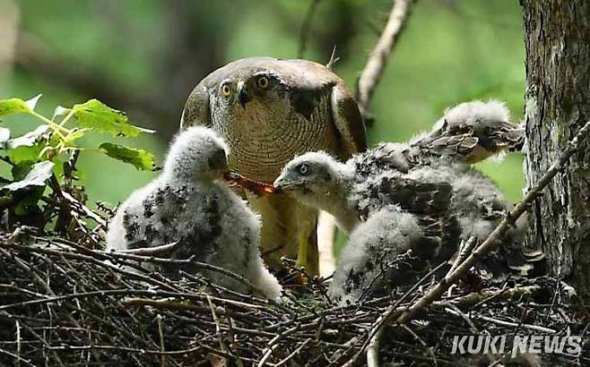 '하여간 못 말려'싸우지 않겠다고 대답한지 얼마 안되서 또다시 먹이다툼을 벌이는 형제들