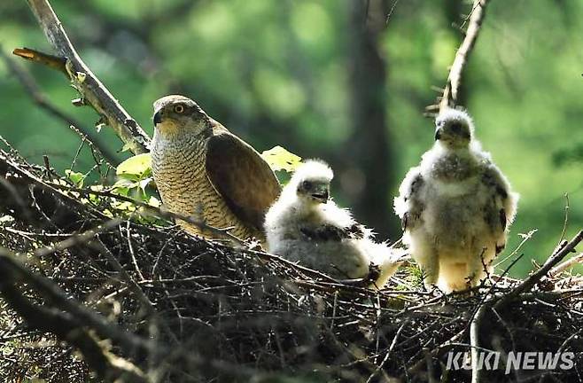 어느정도 긴장이 풀어지자 새끼들은 다시 몸을 세우고 세상 구경에 나섰다.