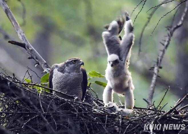 '벌 서는게 아닙니다''엄마, 이렇게 하는게 맞아요' 참매 새끼가 어미 앞에서 날개 짓 연습을 하고 있다.