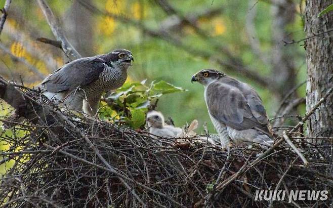 '참매 암수'참매 부부가 모처럼 둥지에 함께 앉아 있다. 수컷이 암컷에 비해 깃털색이 조금 진하고 날렵해 보이지만 체격은 조금 작은 편이다. 알에서 부화하면 주로 암컷이 새끼들을 돌보고 수컷은 둥지 보수, 주변 경계와 먹이 사냥 등 바깥 활동을 주로 한다.