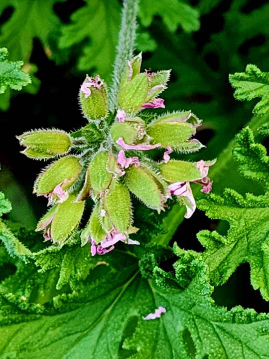 분홍색 꽃이 피기 시작하는 구문초. 로즈제라늄이라 불리는 구문초는 허브식물로 레몬향, 장미향이 난다. 잎이 두툼한 게 특징이며 향기는 잎과 줄기에서 난다. 17일 베란다에서 촬영