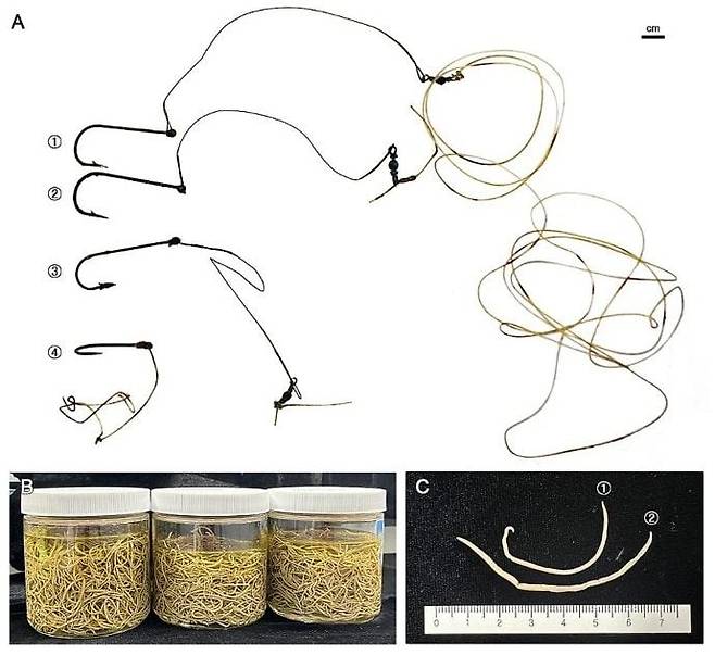 숨진 남방상괭이 전(前)위에 있는 낚시 바늘 4개와 나일론과 강철로 된 낚싯줄. 일부 줄은 길이만 1.8m에 이른다(A). 남방상괭이 전위와 구강, 식도에서 발견된 고래회충(B). 수백 마리에 이를 정도로 심각하게 감염돼 있다. 고래회충 수컷 표본과 암컷 표본(C)./서울대