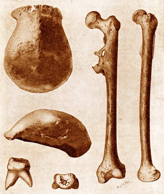 외젠 뒤부아가 1890년대 초 인도네시아 자바섬 트리닐에서 발견한 피테칸트로푸스의 두개골, 다리뼈, 치아 등