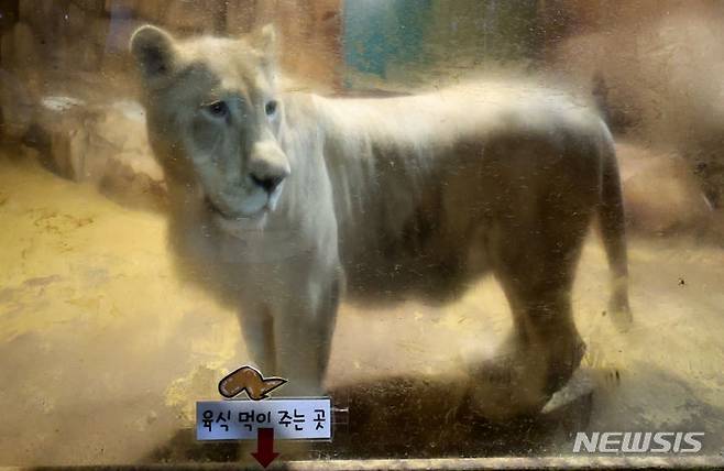 [대구=뉴시스] 이무열 기자 = 폐업한 실내 동물원에 방치됐던 백사자가 대구 달성군 네이처파크 동물원으로 옮겨진다. 사진은 17일 대구 수성구의 한 실내 동물원에 있는 백사자가 네이처파크로 옮겨지기 전 모습. 2024.06.17. lmy@newsis.com