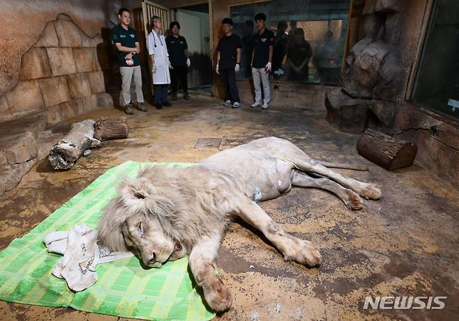 [대구=뉴시스] 이무열 기자 = 17일 대구 수성구의 한 실내 동물원에 방치된 백사자가 네이처파크로 이송되기 전 마취된 채 누워있다.폐업한 실내 동물원에 방치됐던 이 백사자는 이날 대구 달성군 네이처파크 동물원으로 옮겨진다. 2024.06.17. lmy@newsis.com