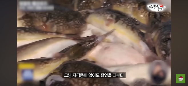 의외로 자격증 없어도 합법이라는 복어 손질