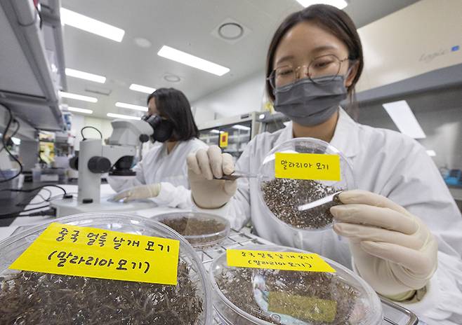 경기도 수원시 권선구 경기도보건환경연구원에서 연구원들이 채집한 모기를 분류하고 있다. (ⓒ뉴스1, 무단 전재-재배포 금지)