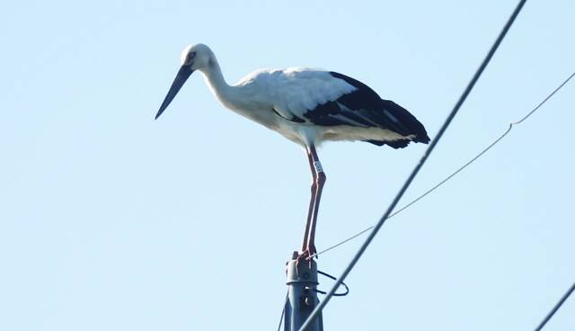 ▲&nbsp;천연기념물 199호 황새 한마리(고유식별 번호 H35)가 3년째 철원을 찾아와 주목을 끌고 있다.