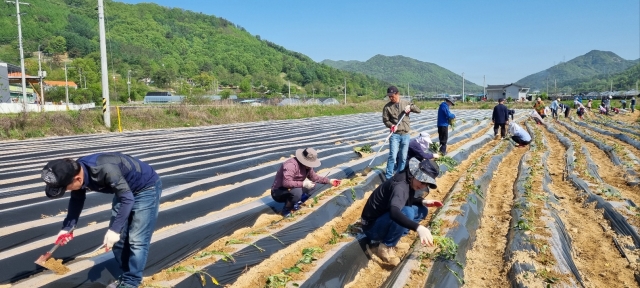 군북반석교회와 지역 교회 성도들이 지난 4월 충남 금산군 교회 인근 밭에서 고구마 농사를 하고 있다. 군북반석교회 제공