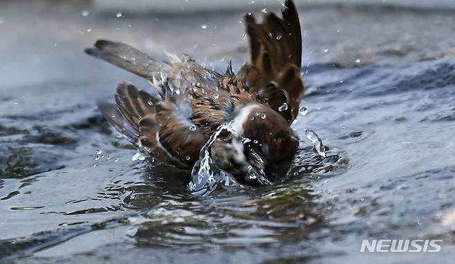 [수원=뉴시스] 김종택 기자 = 전국 곳곳에 폭염주의보가 발효된 18일 경기도 수원시 팔달구 올림픽공원 음수대에서 참새들이 목욕을 하고 있다. 2024.06.18. jtk@newsis.com