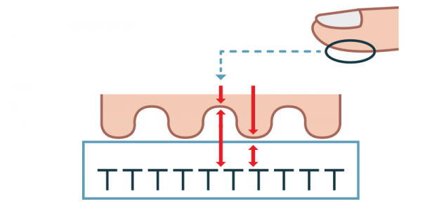 정전식 지문 인식 / 출처: 삼성디스플레이