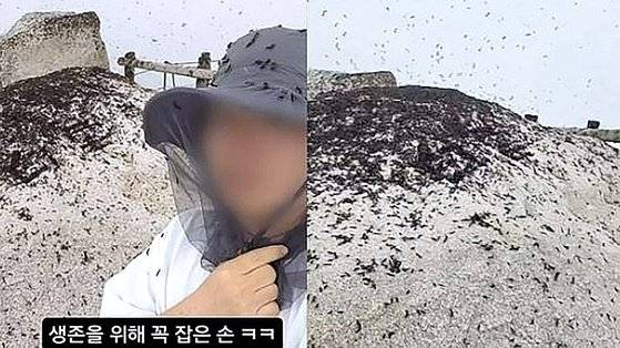지난달 30일 북한산을 찾은 등산객 A씨가 러브버그떼가 출몰한 북한산 정상 모습을 촬영해 공유했다. 인스타그램 캡처