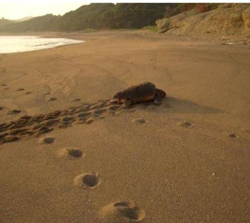 산란을 위해 모래 해안에 상륙하고 있는 붉은바다거북. 일본바다거북협의회 제공