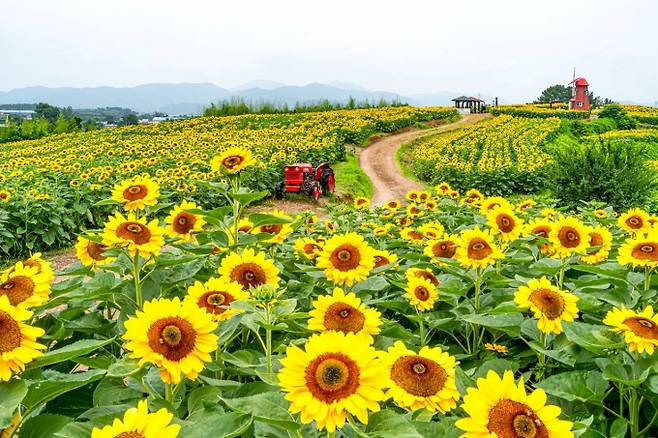 함안군 법수면 강주마을 일원에 조성된 강주해바라기 축제장/사진=함안군