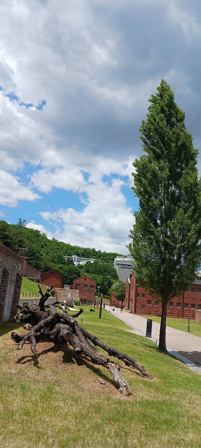 통곡의 미루나무