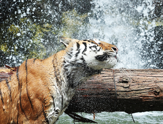 A tiger uses water to cool off from the heat at Everland, an amusement park in Yongin, Gyeonggi on Wednesday. [YONHAP]
