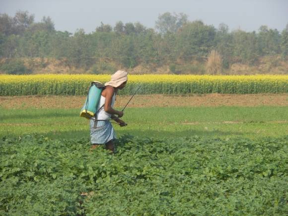 1980년부터 2020년까지 이산화탄소나 메탄보다 약 300배 더 강력한 온실가스인 아산화질소 배출량이 계속 증가하면서 지구 온난화가 가속화됐다는 연구 결과가 나왔다. 아산화질소 발생 원인인 질소 비료를 뿌리는 모습. 미국 매사추세츠공과대(MIT) 제공