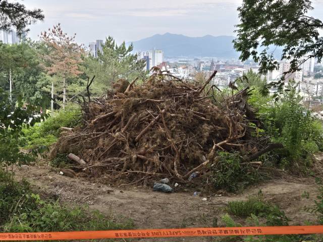 ▲공사장 옆에 불법 벌목된 소나무가 방치돼 있는 모습.ⓒ프레시안(임성현)