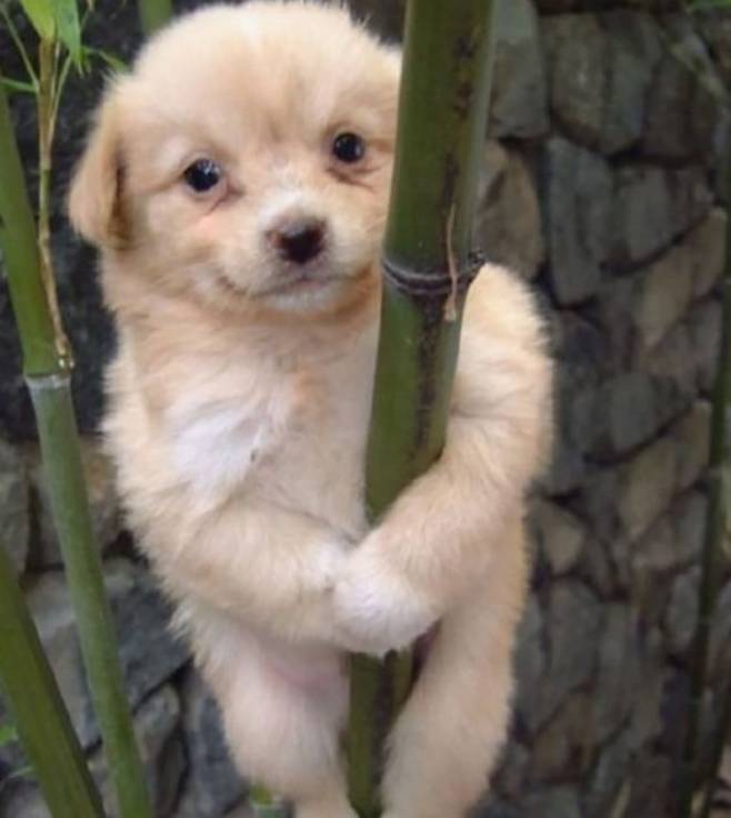 ‘사진 원본 짤방’을 대표하는 개죽이 사진. 디시인사이드를 대표하는 이미지였다.