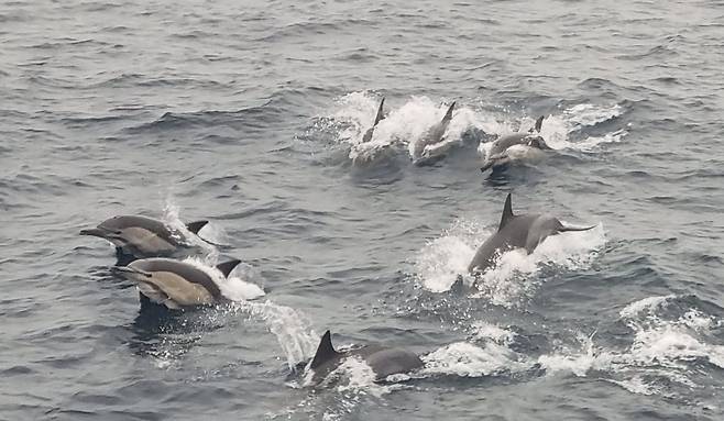 지난 8일에 이어 19일에도 장생포 앞바다에서 '고래바다여행선'에 목격된 참돌고래 떼. / 울산남구도시관리공단