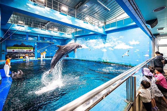 '고래생태체험관'의 고래생태설명회 중 점프 하는 큰돌고래. 돌고래 수족관엔 큰돌고래 가족 4마리가 살고 있다. / 이신영 영상미디어 기자