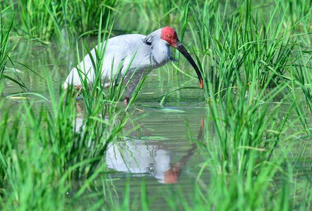 경남 창녕군 이방면 우포늪 부근 논에서 따오기 한 마리가 먹이활동을 하고 있다. 창녕= 왕태석 선임기자