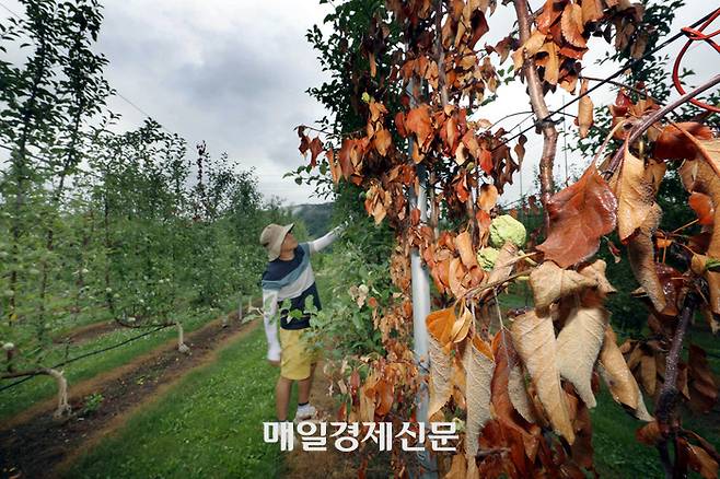 23일 경북 청송군의 한 과수원에서 사과농장 관계자가 고사한 나무를 살펴보고 있다. 한반도 아열대화 속도가 빨라지면서 사과·배·포도를 비롯한 온대과일 재배 면적은 급감하고 있다. [청송/이충우 기자]