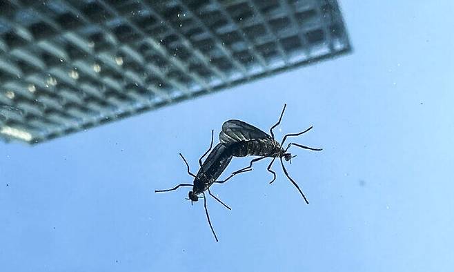 일명 ‘러브버그’로 불리는 붉은등우단털파리가 지난 20일 서울의 한 주차장에 서&nbsp;있는 차량 유리창에 앉아 있다. 붉은등우단털파리는 유충 때 낙엽과 유기물을 분해해 비옥토를 만들어 주는 익충이지만, 최근 개체 수가 너무 늘어 야외 활동 때 불편을 준다는 민원이 끊이지 않고 있다. 뉴시스