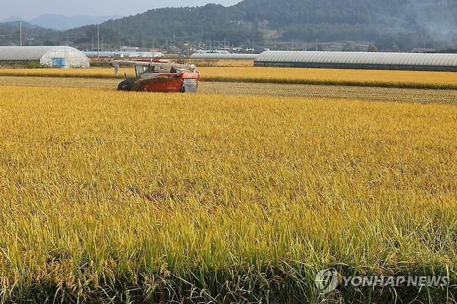 수확 [연합뉴스 자료 사진]