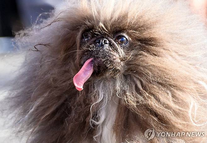 (페탈루마 AFP=연합뉴스) 21일(현지시간) 미국 캘리포니아주 페탈루마에서 열린 '세계에서 가장 못생긴 개' 선발대회에 참가한 페키니즈 '와일드 싱' 2024.6.21 photo@yna.co.kr