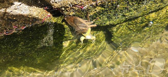 진도에서 발견된 멸종위기야생생물 II급인 물장군 모습.(국립호남권생물자원관 제공) 2024.6.24/뉴스1