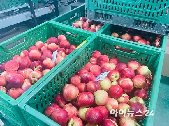 금호농협에서 선별 작업을 기다리고 있는 신비복숭아. [사진=송대성 기자]