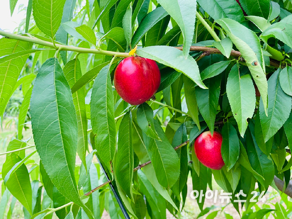 경북 영천의 한 농가에 신비복숭아가 재배를 앞두고 있다. [사진=송대성 기자]