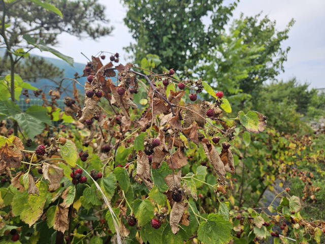 지난 21일 오후 2시께 인천 강화군 산딸기 밭. 더위가 빨리 찾아오고 비가 내리지 않은 탓에 산딸기 열매가 다 말라 있다. 김샛별기자