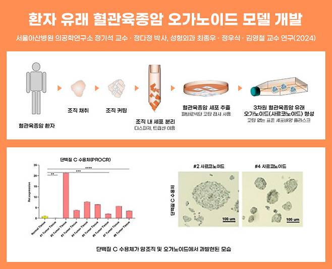 환자 유래 혈관육종암의 유사체인 오가노이드의 모델 개발 과정. /그림=서울아산병원