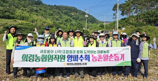 경남 의령농협 임직원봉사단이 최근 지역 내 양파재배 농가를 찾아 일손 돕기를 하고 있다.