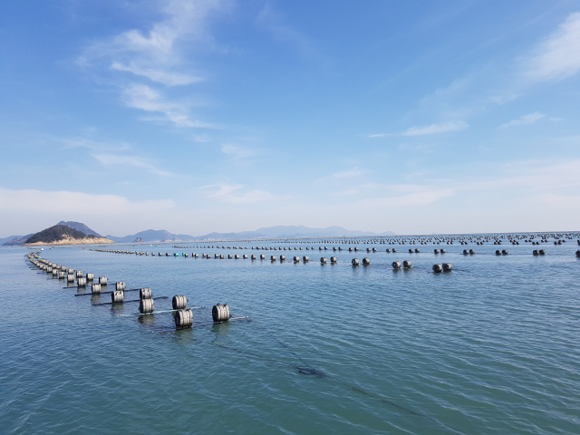 전남 신안군 앞바다의 김 양식장 전경. 정부는 김 양식장을 외해 양식까지 확대해 생산지를 다변화하기로 했다. 사진 제공=해양수산부