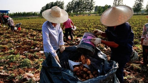 Farmers harvest potatoes in the fields of Lanling County, Shandong Province.