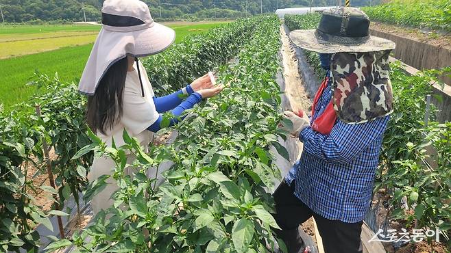 고추 바이러스 진단 서비스 모습. /사진=의성군