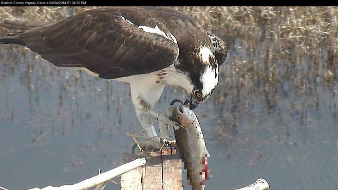 물수리가 잡아온 물고기를 먹기 시작했다. 이들은 눈코입과 아가미 등 몸의 앞쪽부터 먹어치우기 시작한다./Boulder County. Colorado