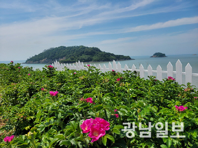 영광군은 백수 해안도로를 찾는 방문객을 위해 해당화 군락지와 주변 바다, 섬이 조화를 이루는 경관을 활용한 ‘해당화 자연 포토존’을 조성했다.