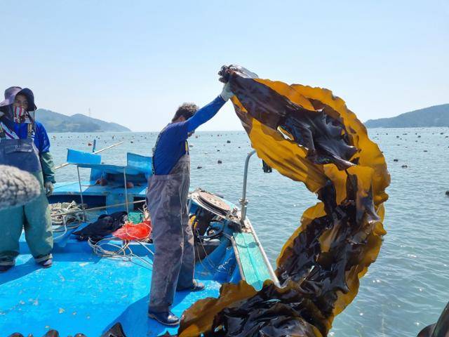 전남 완도군 평일도의 한 어민이 다시마 양식 작업을 하고 있는 모습. 농심 제공