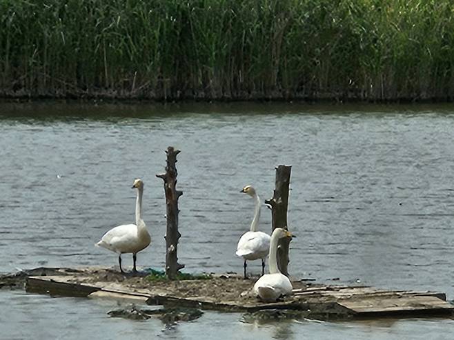 올해 4월 30일 세계적인 철새도래지인 낙동강 을숙도 철새공원에서 촬영된 큰고니 세 쌍둥이 모습. [삼성물산 제공]