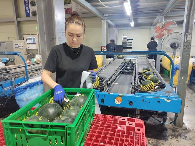 (논산=연합뉴스) 전성훈 기자 = 충남 논산의 농산물산지유통센터(APC)인 모두유통 농업회사법인에서 납품을 준비하는 까망애플수박.  2024.6.24. lucho@yna.co.kr