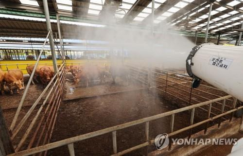 폭염에 가축도 헉헉 [연합뉴스 자료사진]