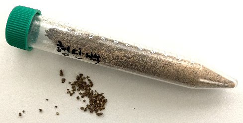 미생물 ′코리네박테리움′ 동결건조분말(hSCP). 철분(Fe)이 포함된 성분인 헴(heme)이 풍부하고 쥐 실험에서 장내미생물 분포를 개선해 비만을 감소하는 효과가 확인됐다. 김필 교수 제공