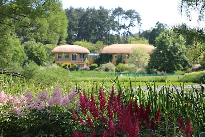 천리포수목원 큰 연못 주위로 붉은색 노루오줌 ‘파날’(오른쪽)과 분홍색 붉은노루오줌 ‘피치 블로섬’이 식재돼 있다.