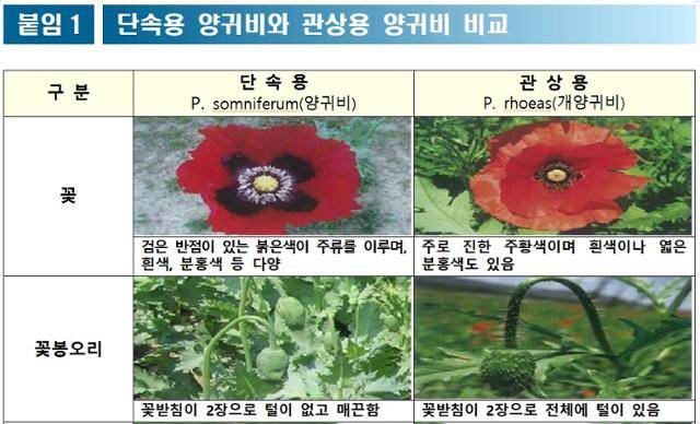단속용 양귀비와 비단속용 양귀비 비교. 경찰청 제공