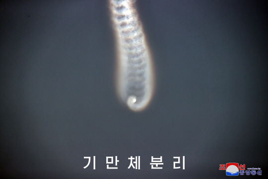 북한이 우리 군이 실패로 판단한 지난 26일 탄도미사일 발사가 다탄두 능력 확보를 위한 ‘성공적’ 시험이었다고 주장했다. 조선중앙통신은 27일 “미사일총국은 26일 미사일 기술력 고도화 목표 달성에서 중대한 의미를 가지는 개별기동 전투부(탄두) 분리 및 유도조종시험을 성공적으로 진행하였다”고 밝혔다. 하지만 우리 군이 촬영한 영상에는 이 탄두가 뱅글뱅글 도는 모습이 식별됐다. 조선중앙통신 캡처／연합뉴스